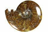 Polished Ammonite (Cleoniceras) Fossil - Madagascar #185507-1